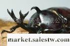 供應大量獨角仙工廠,批發,進口,代購