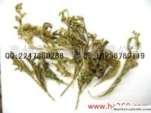 供應大量石上柏工廠,批發,進口,代購