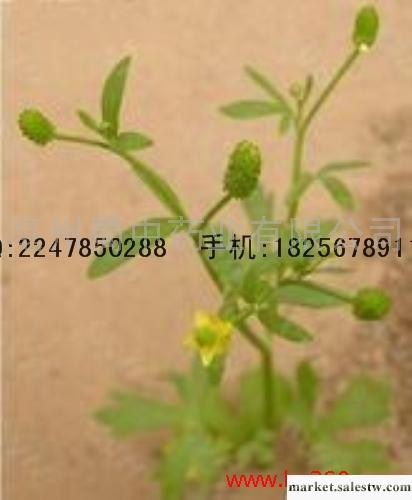 供應石龍芮工廠,批發,進口,代購