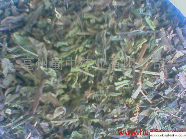 供應大量貓須草工廠,批發,進口,代購
