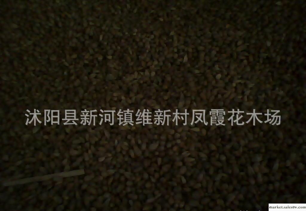 批發出售當年新采—優質 檜柏種子 蜀檜種子工廠,批發,進口,代購