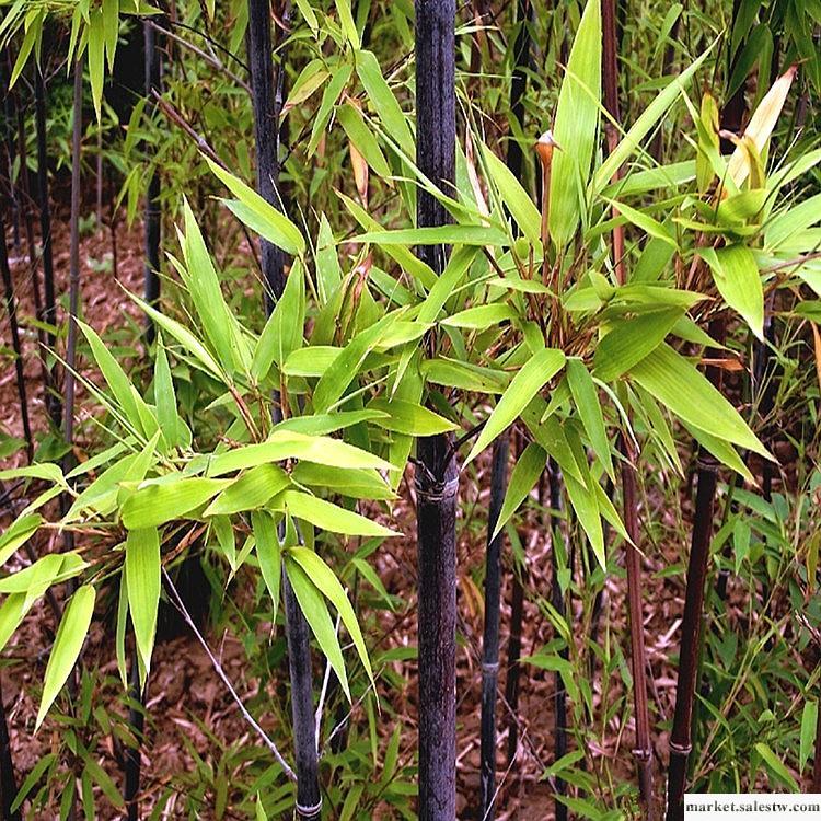 供應紫竹 出售各類優質風景竹 紫竹最新價格工廠,批發,進口,代購