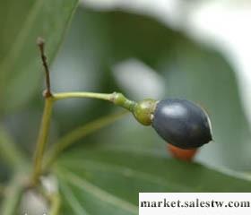 供應法國進口 肉桂果 緊實減肥 單方純精油 廠家批發 OEM批發・進口・工廠・代買・代購