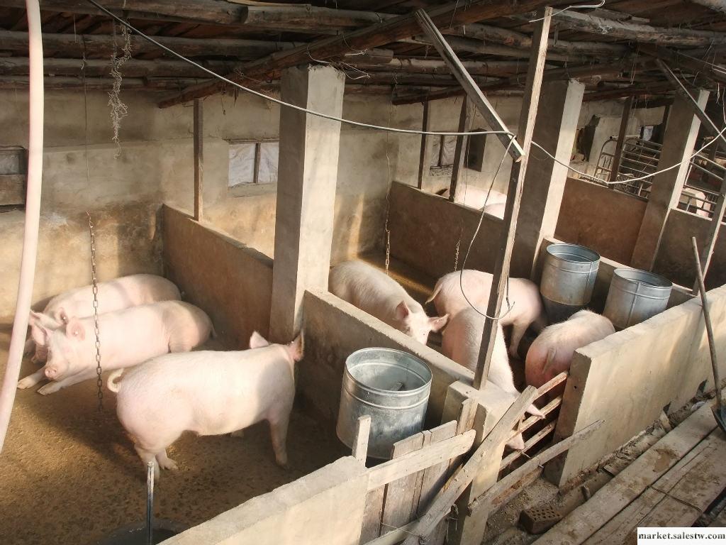 供應   生豬  沈陽生豬養殖廠家 遼寧生豬價格 15040075338工廠,批發,進口,代購