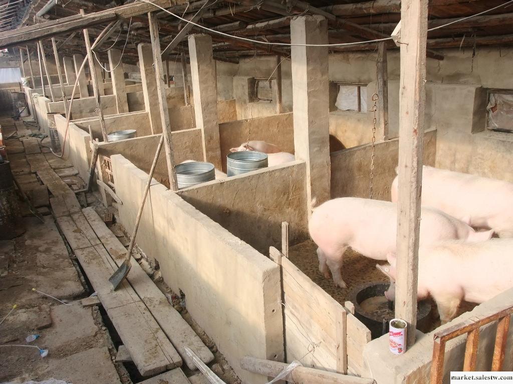 供應  生豬   沈陽生豬養殖 東北生豬價格 15040075338工廠,批發,進口,代購