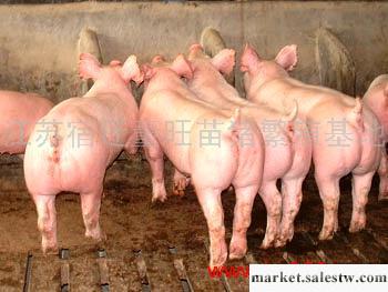 供應2010年7月11日苗豬市場價格批發・進口・工廠・代買・代購