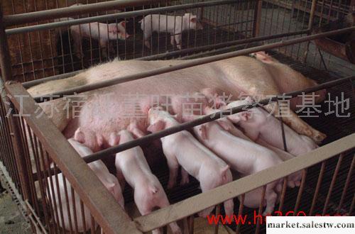 供應2010年8月4日全國仔豬價格表工廠,批發,進口,代購