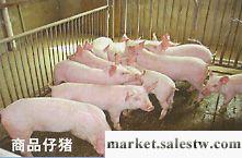 供應2010年7月28日全國生豬價格批發・進口・工廠・代買・代購
