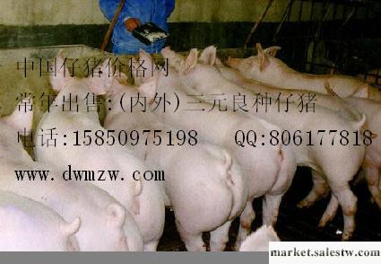供應苗豬全國豬價行情分析工廠,批發,進口,代購