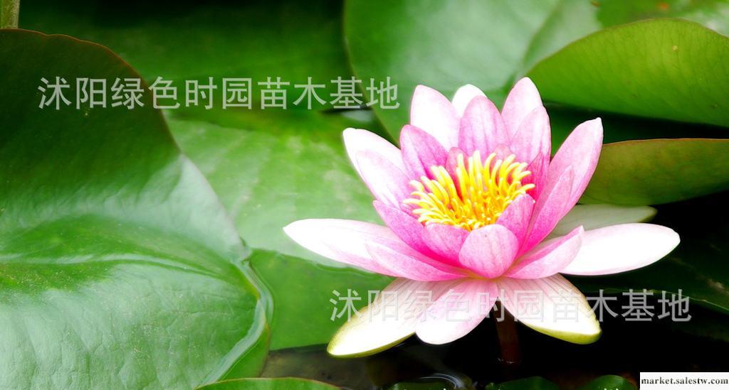 促銷 水生花卉 池塘造景植物 睡蓮根塊 睡蓮種苗工廠,批發,進口,代購
