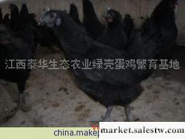 供應江西原種綠殼蛋雞種蛋工廠,批發,進口,代購