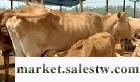 盛旺牧業200-300斤純魯西黃牛牛犢工廠,批發,進口,代購