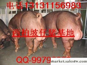 供應河北仔豬價格|河北仔豬市場工廠,批發,進口,代購