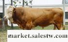 盛旺牧業常年純肉牛的效益肉牛的管理與技術工廠,批發,進口,代購
