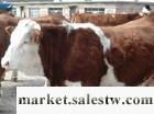 盛旺牧業肉牛品種肉牛價格工廠,批發,進口,代購