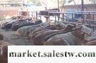 供應易地育肥肉牛的好處批發・進口・工廠・代買・代購