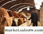 供應肉牛養殖場/肉牛快速長膘技術批發・進口・工廠・代買・代購