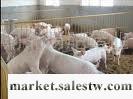 供應養豬業工廠,批發,進口,代購
