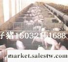 供應中國養豬信息工廠,批發,進口,代購