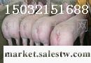供應西柏坡苗豬市場工廠,批發,進口,代購