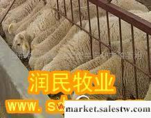 供應唐山養殖小尾寒羊利潤，唐山養羊場工廠,批發,進口,代購