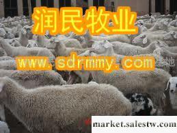 供應山西忻州到那買小尾寒羊，忻州養羊場工廠,批發,進口,代購