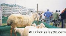 供應山東最大的小尾寒羊養殖基地波爾山羊 奶山羊 種羊工廠,批發,進口,代購