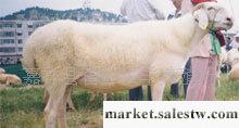供應“山東”“湖北”C18大型小尾寒羊養殖繁育基地 種羊工廠,批發,進口,代購