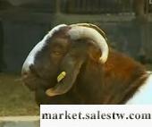 供應山東三江源牧業齊全純種波爾山羊價格2012年 冬季種羊價格波爾山羊價格白山羊批發・進口・工廠・代買・代購