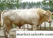 供應江蘇肉牛養殖小牛犢價格肉牛良種利木贊牛養批發・進口・工廠・代買・代購