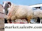 供應改良肉羊高腿小尾寒羊羊羔 繁殖母羊 純種小尾寒羊種公羊 小尾寒羊育肥繁殖利潤工廠,批發,進口,代購