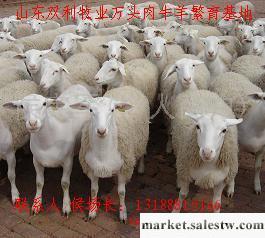 供應山東雙利牧業萬頭肉牛羊驢繁育基地 銷售育肥肉羊山羊綿羊種羊苗 純種羊羔 母羊工廠,批發,進口,代購