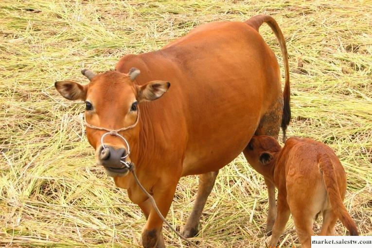 盛旺牧業牧業優質魯西黃牛肉牛投資小見利快工廠,批發,進口,代購