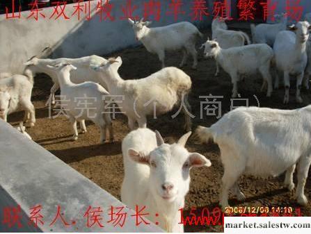 供應優質育肥肉羊山羊綿羊 純種育肥羊 改良種羊苗 繁殖母羊 種公羊 肉羊價格工廠,批發,進口,代購