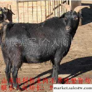 供應優質肉羊黑山羊 育肥肉羊羔 繁殖母羊 種公羊 黑山羊價格工廠,批發,進口,代購
