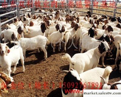 供應改良肉羊種羊苗品種 優質波爾山羊 白山羊 高腿小尾寒羊 杜泊綿羊 養羊利潤工廠,批發,進口,代購