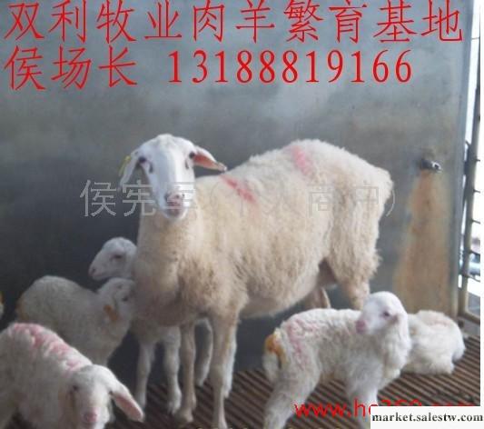 供應山東雙利牧業大型肉羊小尾寒羊養殖場 銷售優良肉羊純種高腿小尾寒羊種羊苗品種工廠,批發,進口,代購