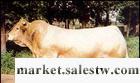 夏洛萊牛生在催肥發快速增長盛旺牧業提供夏洛萊牛養殖_1工廠,批發,進口,代購