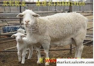 供應純種肉羊杜泊綿羊種公羊 雜交杜泊綿羊小綿羊 羊羔 繁殖母羊 杜泊綿羊價格行情工廠,批發,進口,代購