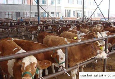 養殖肉牛牛犢 肉牛養殖 肉牛價格 養牛效益 山東盛旺牧業批發・進口・工廠・代買・代購