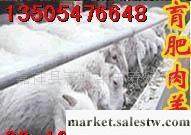 供應小尾寒羊種羊 波爾山羊種羊 山東畜旺牧業牛羊驢養殖基地工廠,批發,進口,代購