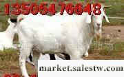 供應小肉羊 改良肉羊 白山羊山東畜旺牧業牛羊驢養殖基地工廠,批發,進口,代購