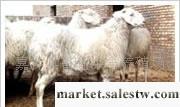供應小尾寒羊 種羊 波爾山羊 懷孕母羊 山東畜旺牧業牛羊驢養殖基地工廠,批發,進口,代購