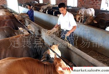 供應華鑫GB山西肉牛 品種好價格優免費運輸工廠,批發,進口,代購