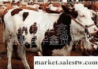 供應肉牛養殖技術 肉牛養殖經驗盡在華鑫肉牛養殖場工廠,批發,進口,代購