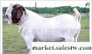 供應種羊 波爾山羊山東畜旺牧業牛羊驢養殖基地工廠,批發,進口,代購