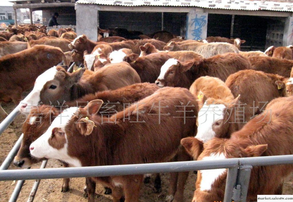 供應西門塔爾肉牛 魯西黃牛肉牛 夏洛萊肉牛 改良牛犢山東畜旺牧業工廠,批發,進口,代購