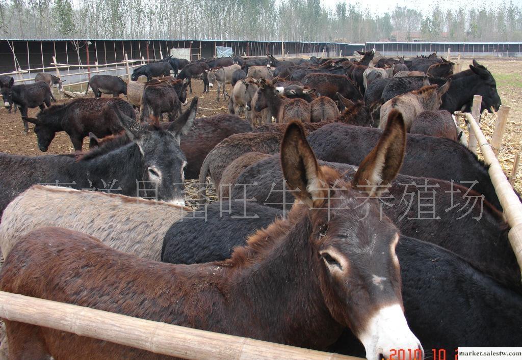 加米驢 驢 小驢駒 肉驢 山東畜旺牧業牛羊驢養殖基地工廠,批發,進口,代購