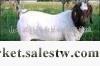 供應濟寧紅林牧業山東最大的小尾寒羊 種羊 羊羔 懷孕母羊繁育基地 品種好 價格低工廠,批發,進口,代購