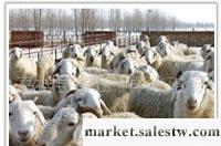 供應肉羊 小尾寒羊綿羊山東畜旺牧業牛羊驢養殖基地工廠,批發,進口,代購